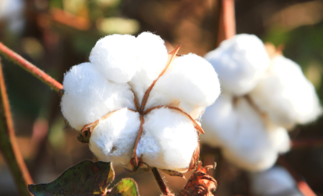 Turkish cotton